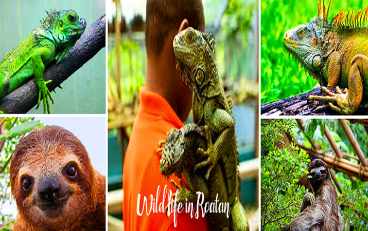 Roatan sloth sanctuary hangout and Iguana farm