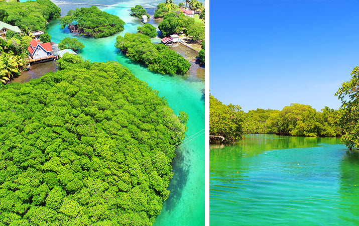 Roatan Island Tour and Mangrove Tunnels