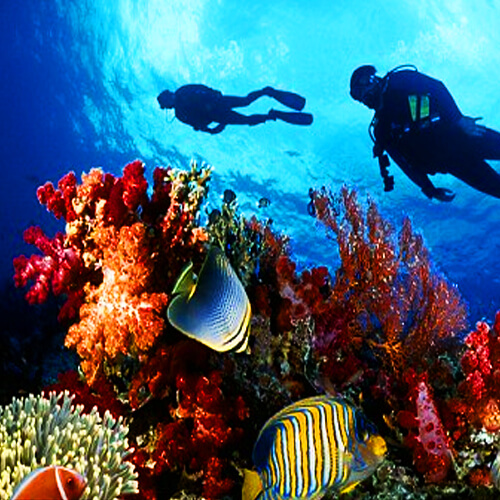 Diving and Snorkeling in Pigeon Cays, Roatan