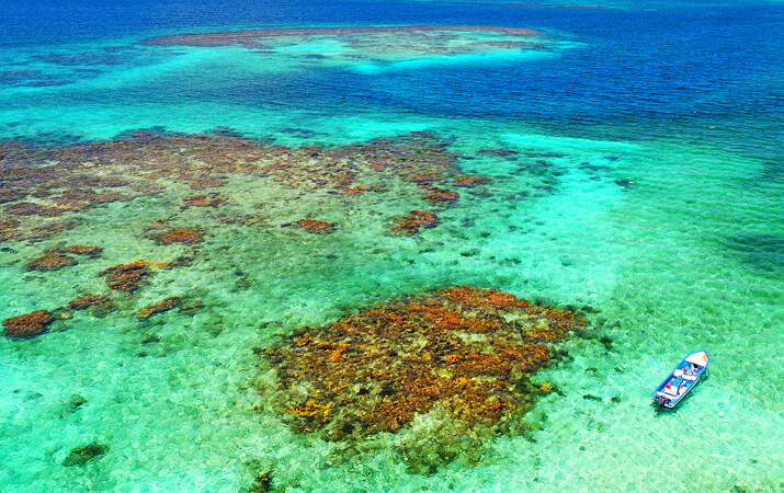 Roatan reef wall