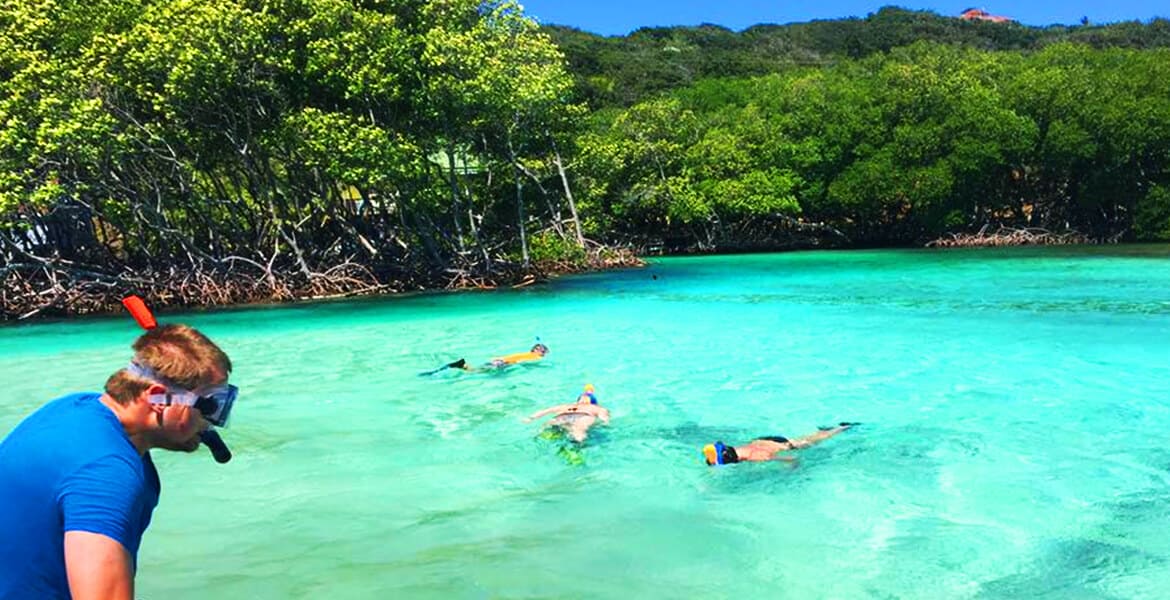 The Mangroves in Roatan