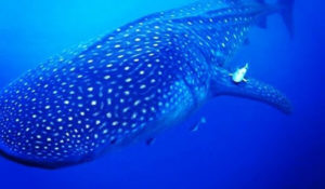 utila whale shark diving