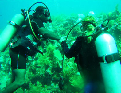 Roatan Beginners Diving