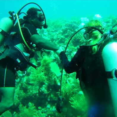 Roatan Beginners Diving