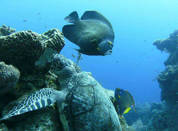 roatan marine life