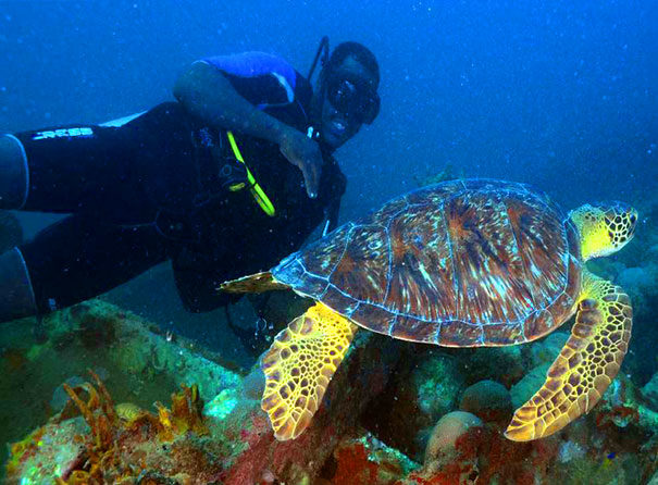 roatan-turtles