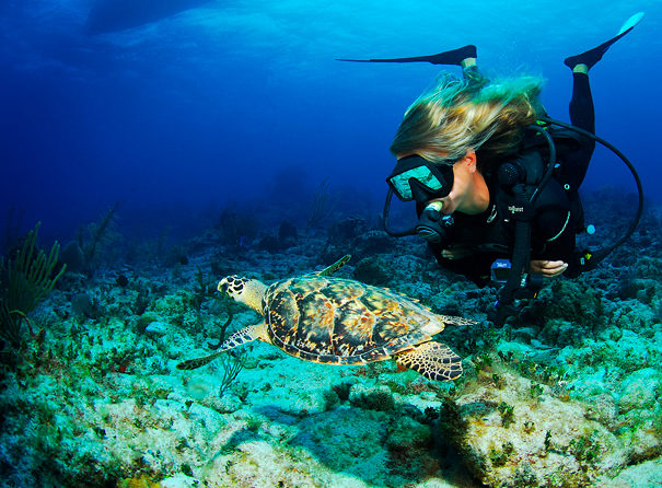 Roatan Marine Turtles