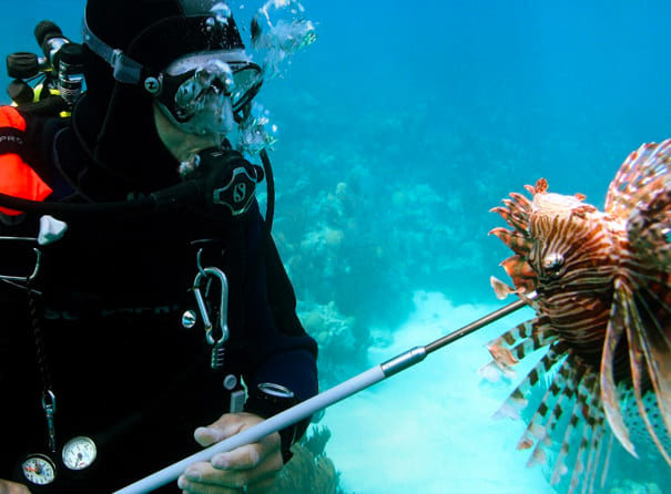 Hunting Lionfish Roatan