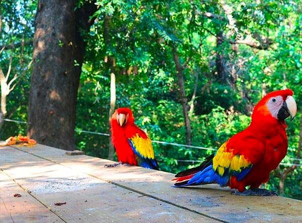 roatan macaws tours