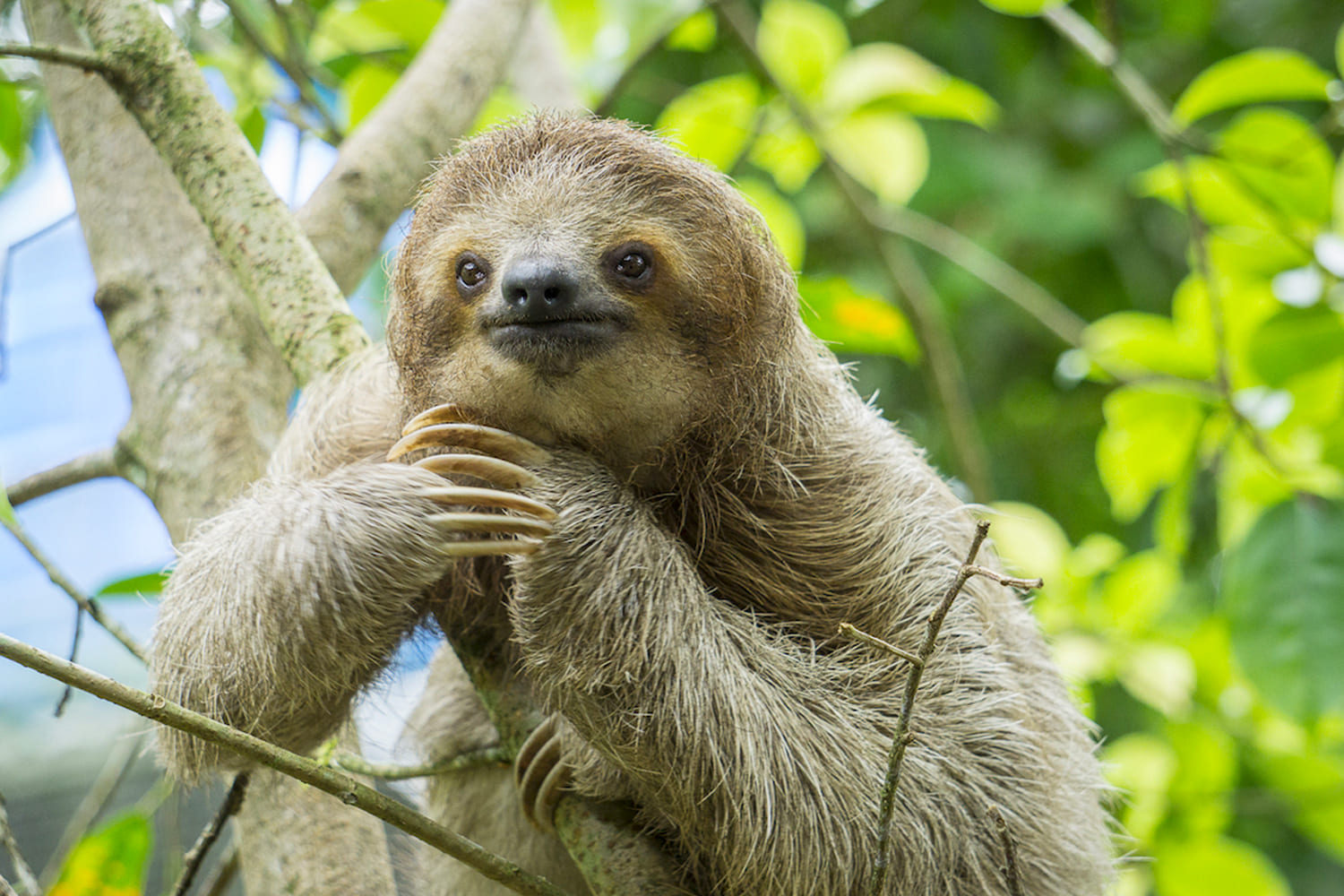 Roatan Iguana Farm, Sloths & Monkeys and City Tour - Roatan Five Stars ...