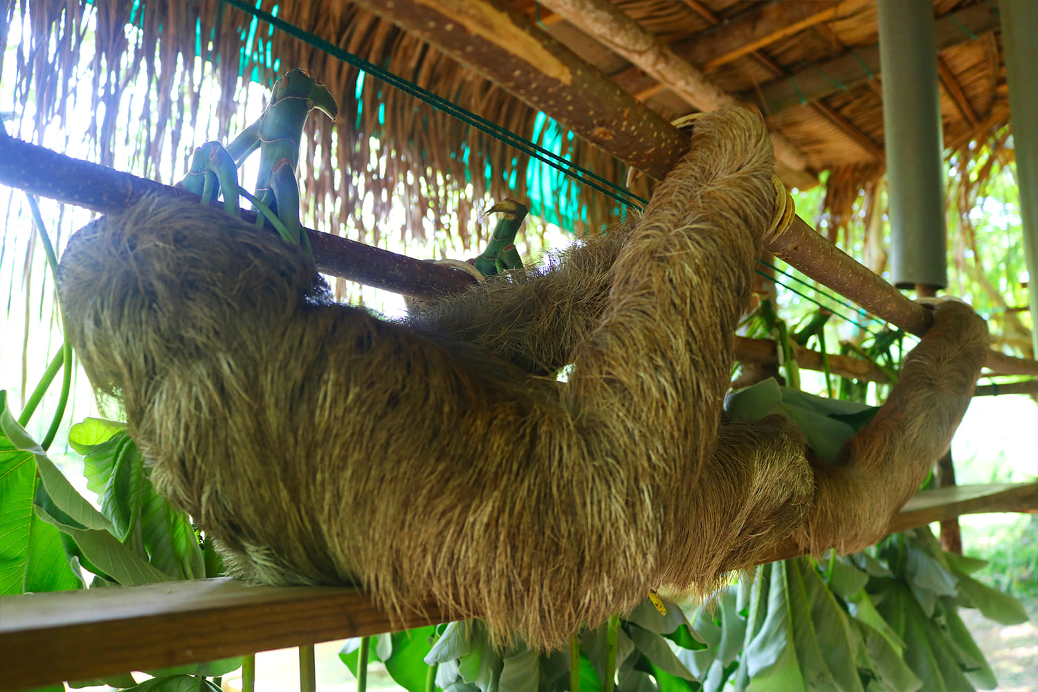 Little French Key Sloth, Monkeys & Birds Excursion | Roatan Tours