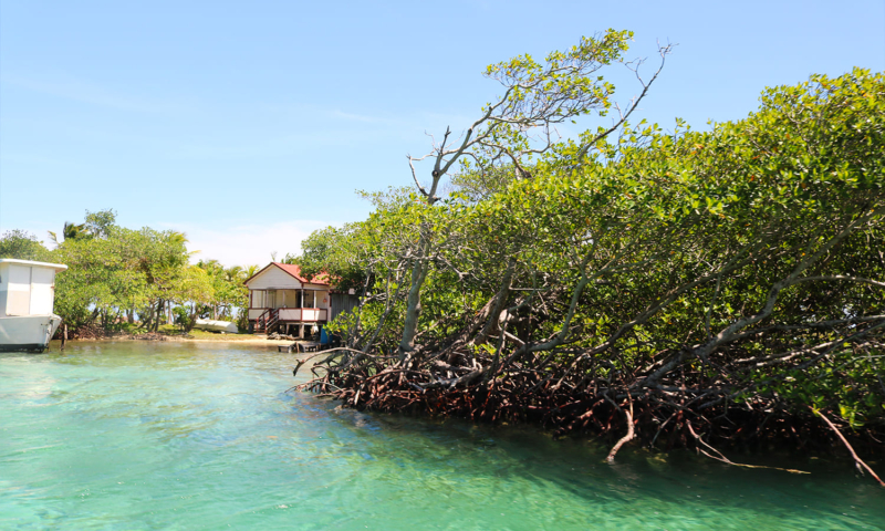 Roatan Mangrove Tunnels & Garifuna Cultural Tour - Roatan Five Stars Tours