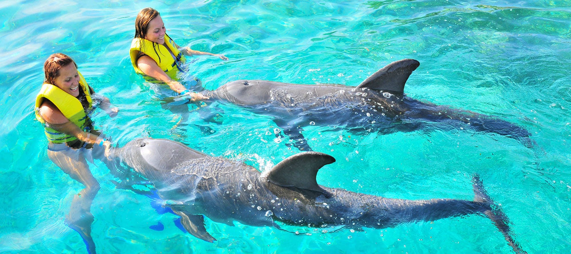 dolphin encounter tour